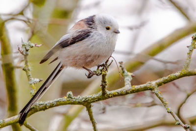 Close-up of bird perching on branch