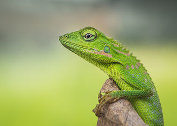 Close-up of lizard