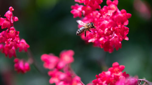 Close-up of bee pollinating flower