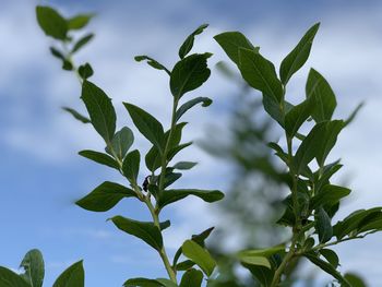 Low angle view of leaves against sky