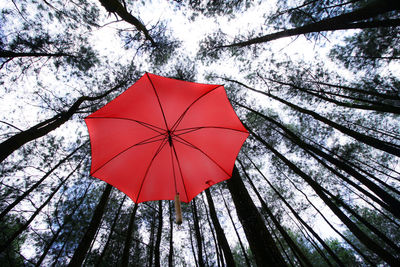 A red umbrella in the middle of a pine forest