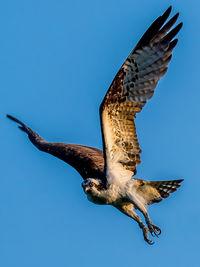 Close-up of eagle flying against clear sky