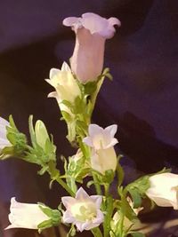 Close-up of white flowers