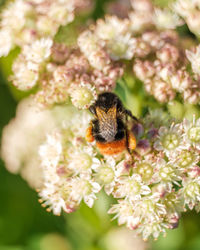 Close-up of bee pollinating on flower