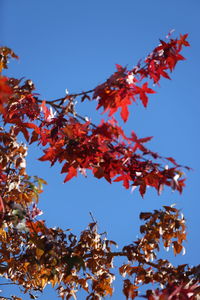 Low angle view of autumnal leaves against blue sky