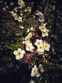 Close-up of cherry blossom tree