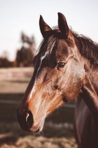 Close-up of horse in ranch against sky
