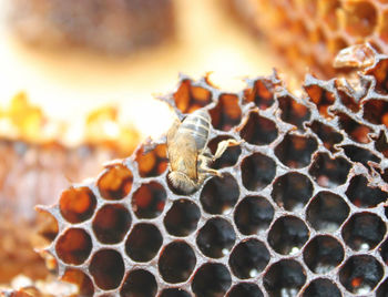 Close-up of bee on leaf against blurred background