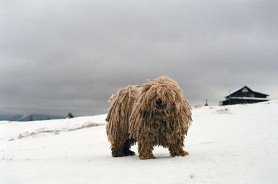 Extraordinary long hair shepherd dog in the snow-covered carpathian mountains against the sky