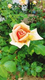 Close-up of rose