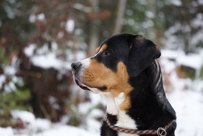 Close-up of dog looking away