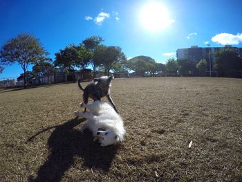 Dog on field against sky