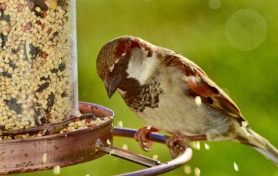 Close-up of bird perching on feeder