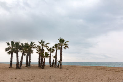 Palm trees on beach against sky