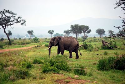 Elephant on landscape against clear sky