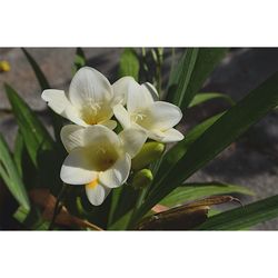 Close-up of white flowers blooming outdoors