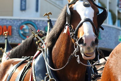 Close up of budweiser clydesdales against sky background