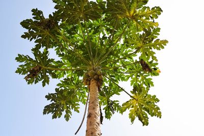 Low angle view of palm tree against clear sky