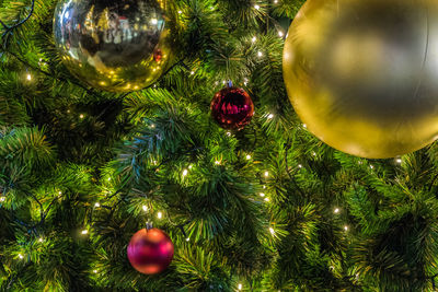 Close-up of christmas tree