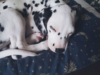 High angle view of dalmatian sleeping on bed at home