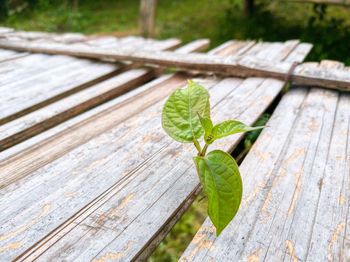 High angle view of leaves on wooden bench