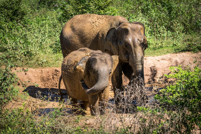 View of elephant in sunlight