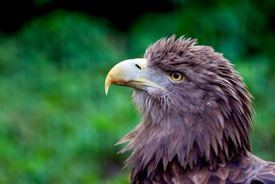 Close-up of golden eagle looking away