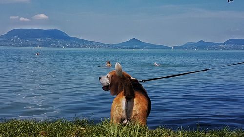 Dog standing in sea against sky