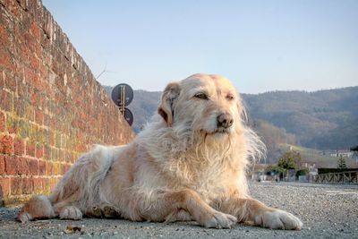 Close-up portrait of dog lying down against sky