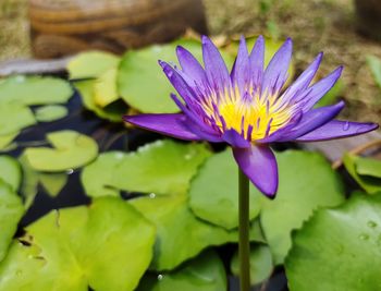 Close-up of lotus water lily in pond