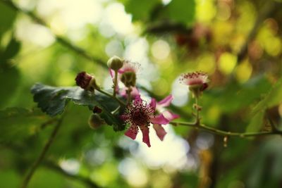 Close-up of flowers against blurred background