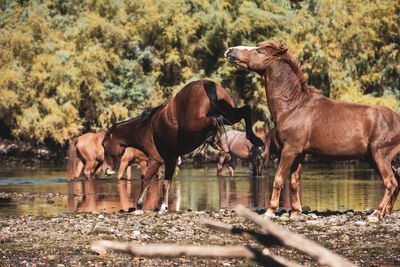 Horses in a lake