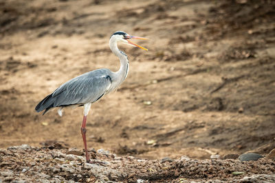 Grey heron stands on shingle facing right