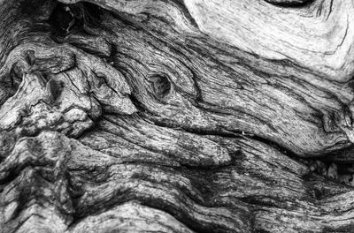 Full frame shot of tree trunk