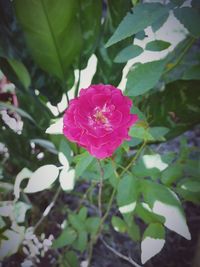 Close-up of pink flower blooming outdoors