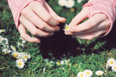 Cropped hands of woman holding flower on grass