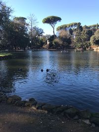 View of ducks swimming in lake