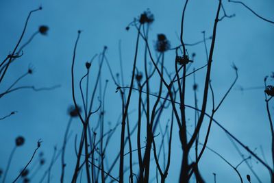 Low angle view of plants against sky