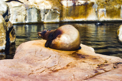 Close-up of sea lion on rock