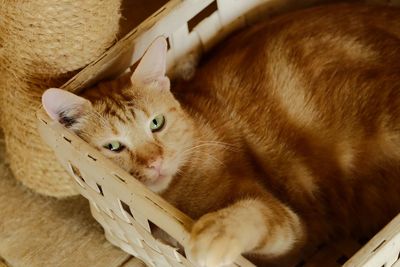 Portrait of cat relaxing in basket