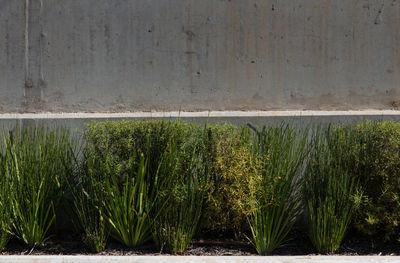 Full frame shot of plants growing on wall