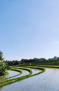 Scenic view of agricultural field against clear sky