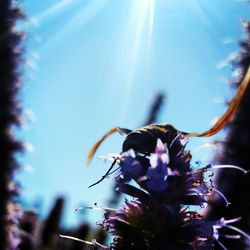 Close-up of honey bee on flower tree