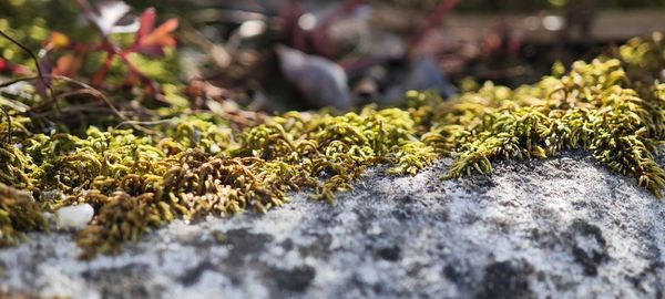 Close-up of moss growing on rock