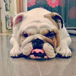 Close-up portrait of a dog