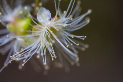 Close-up of wet white flower