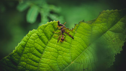 Close-up of insect on leaf