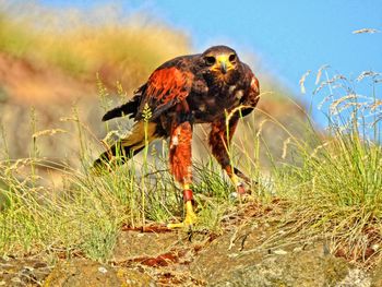 Close-up of eagle on grass