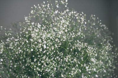 Fresh cut flowers white gypsophila background