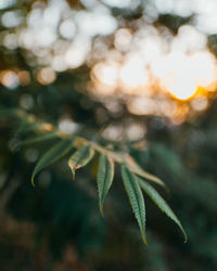 Close-up of leaves on tree